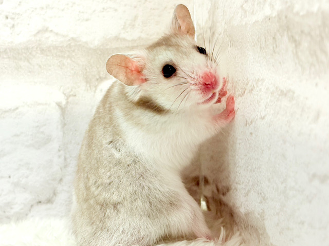 ‪☆オンリーワン‪☆猪突猛進に進むぜ！！カラーハムスター(男の子)