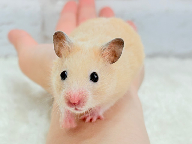 走るの大好き！どこまでも〜！！キンクマハムスター(男の子)