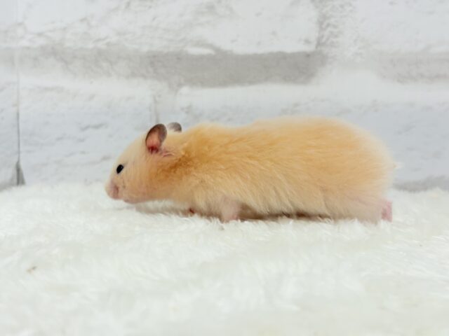 ゴールデンハムスター