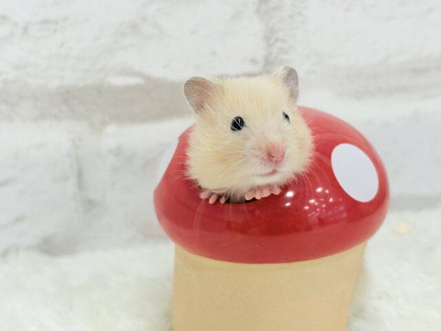 ゴールデンハムスター