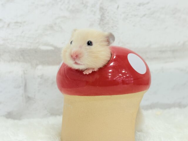 ゴールデンハムスター