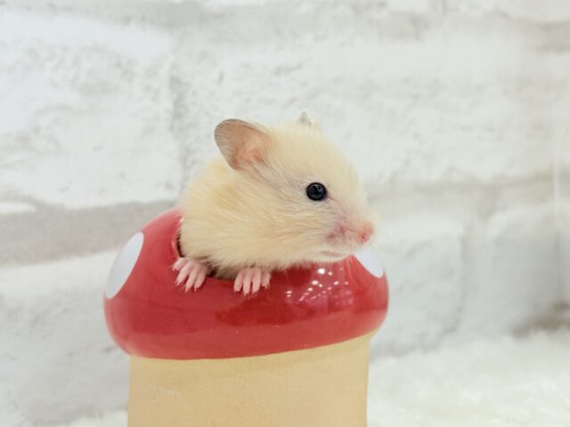 ゴールデンハムスター