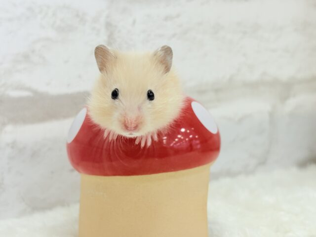 ゴールデンハムスター