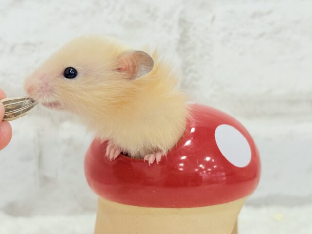ゴールデンハムスター