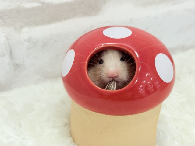 ゴールデンハムスター