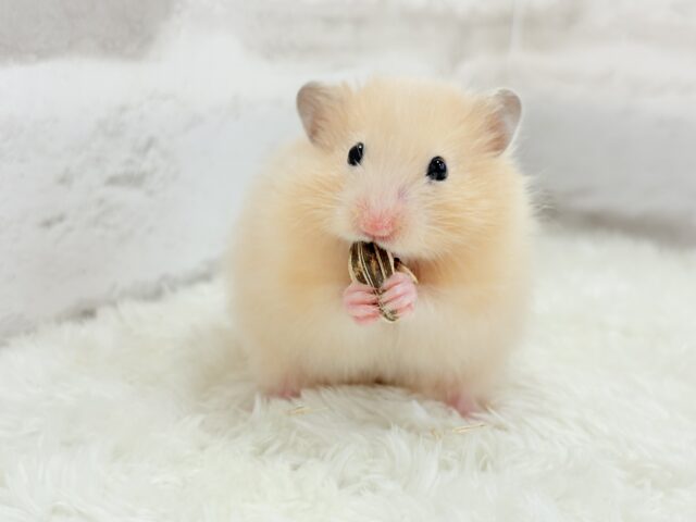 ゴールデンハムスター