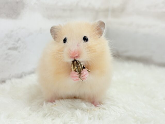 ゴールデンハムスター