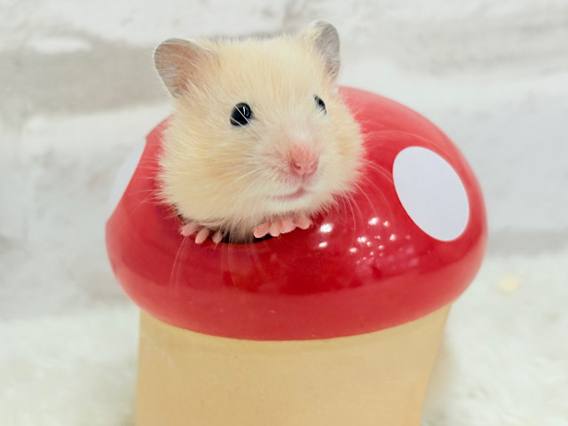 ツヤンツヤン✨好奇心も食欲も旺盛だ！！サテンハムスター(アプリコット) 女の子