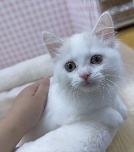 スコティッシュフォールド