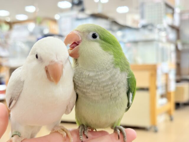 オキナインコ