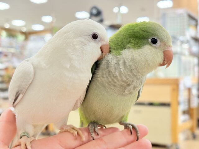オキナインコ