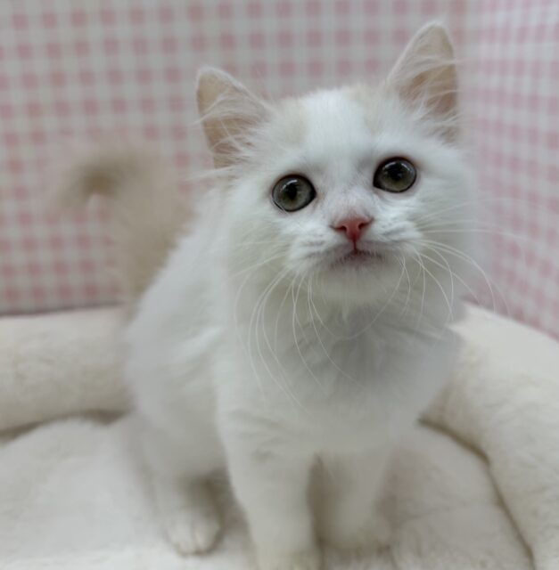 スコティッシュフォールド