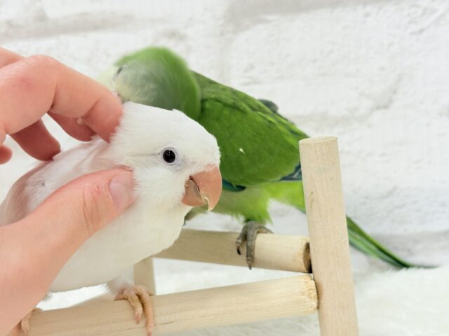 オキナインコ