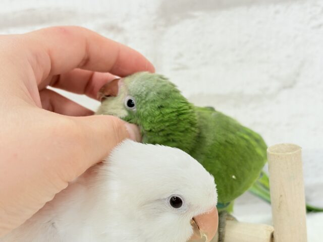 オキナインコ