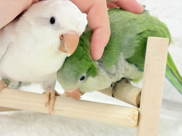 オキナインコ