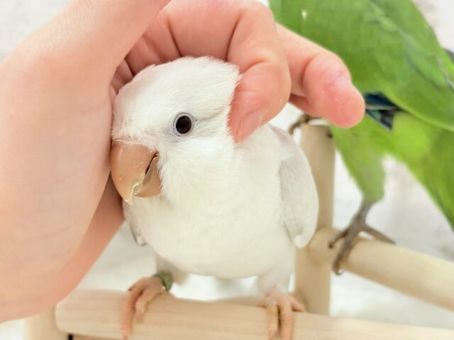 オキナインコ