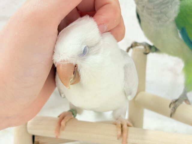 オキナインコ