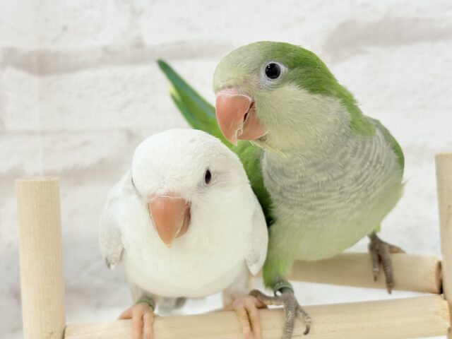 オキナインコ