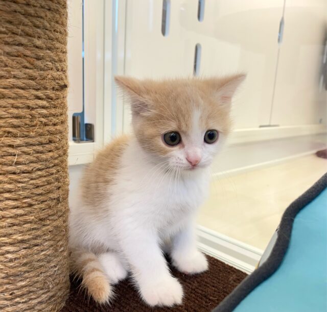 スコティッシュフォールド