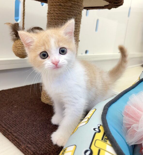 まん丸おめめ👀✨スコティッシュ・フォールド(クリームタビー＆ホワイト)🍨🤍男の子💙2025年7月5日生まれ