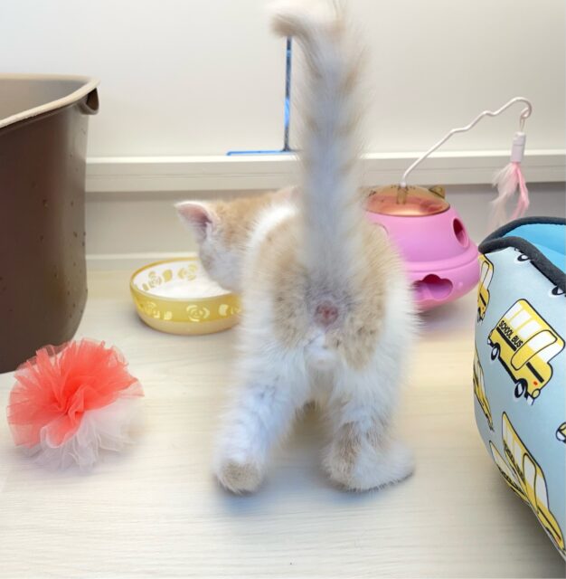 スコティッシュフォールド