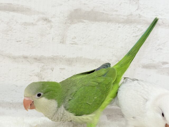 オキナインコ