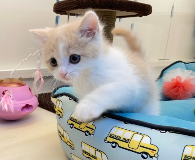 スコティッシュフォールド