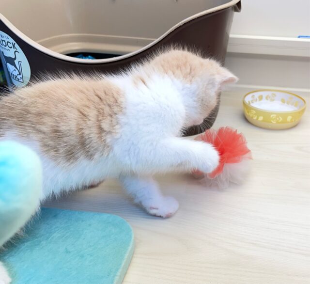 スコティッシュフォールド