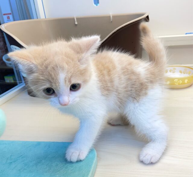 スコティッシュフォールド