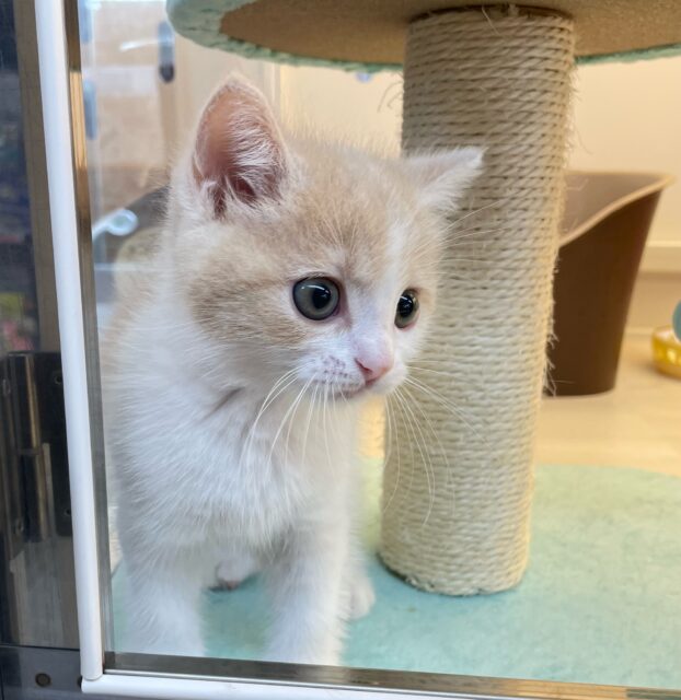 スコティッシュフォールド