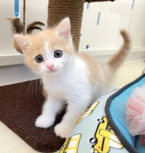 スコティッシュフォールド