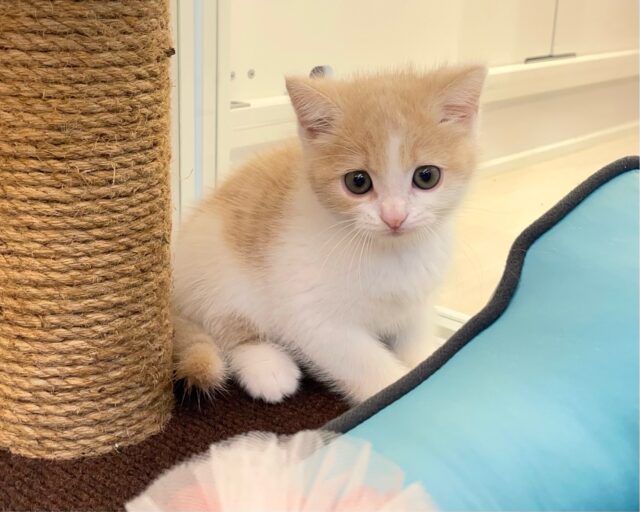 スコティッシュフォールド