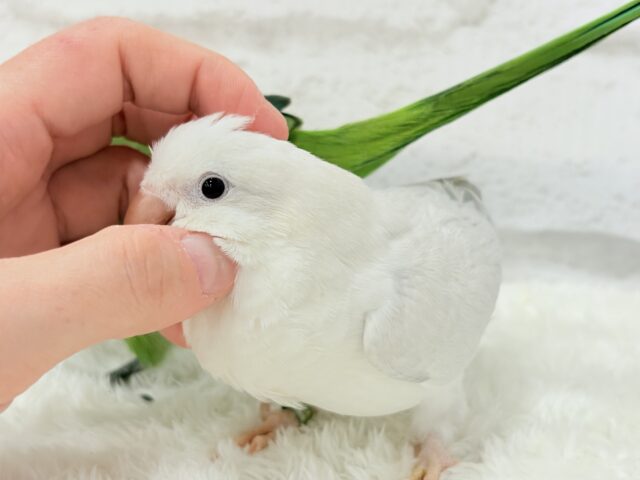 オキナインコ