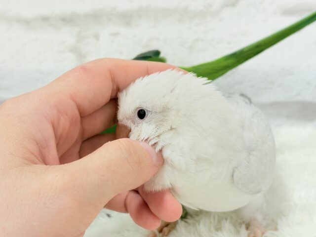 オキナインコ