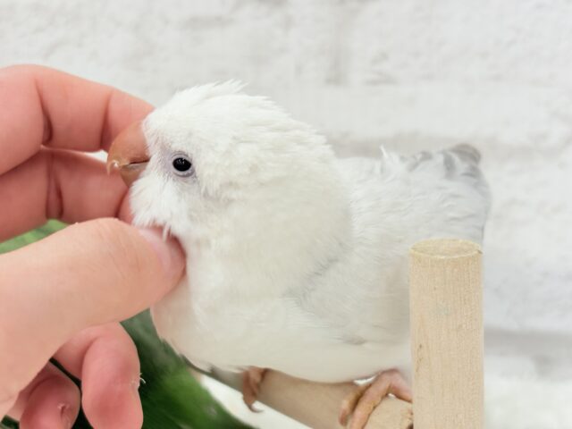 オキナインコ