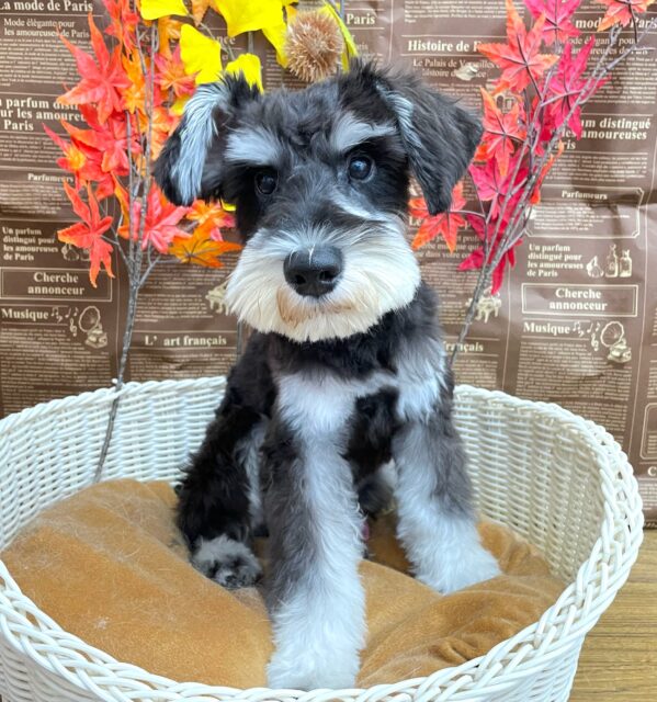 ミニチュアシュナウザー