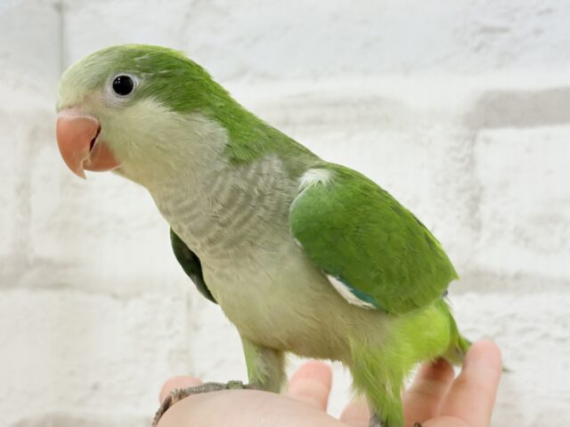 オキナインコ