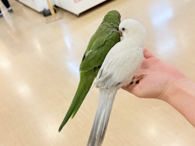 オキナインコ