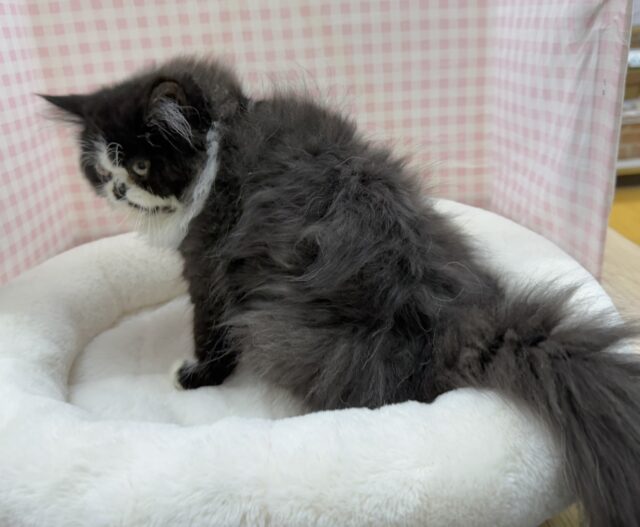 フォールデックス