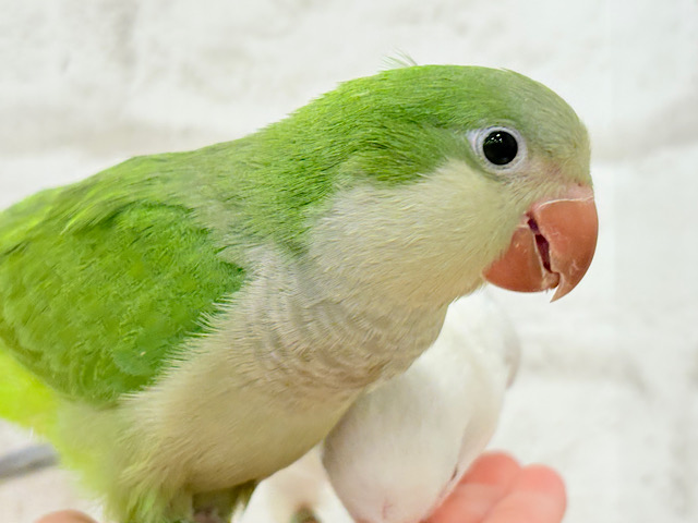 オキナインコ