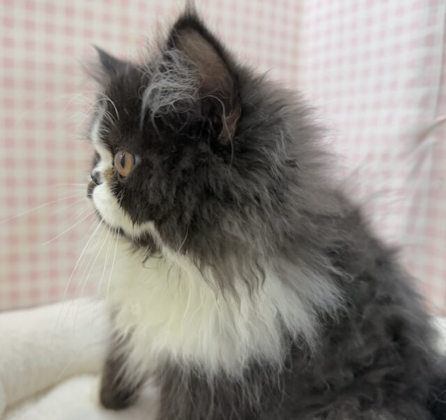 フォールデックス