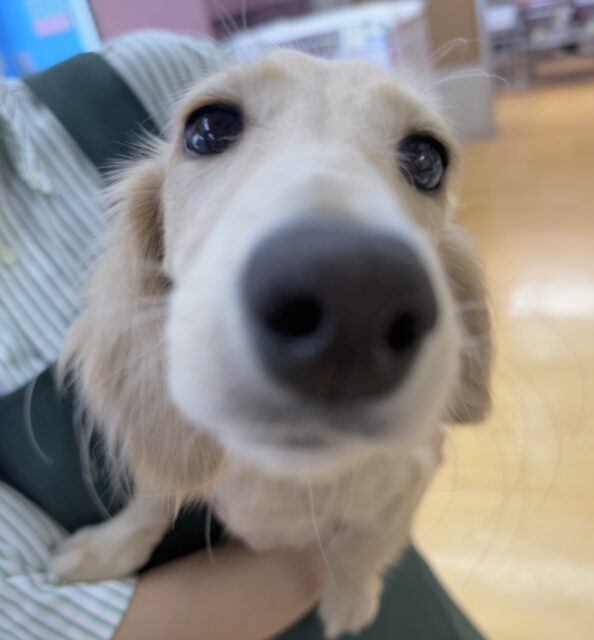 ミニチュアダックス