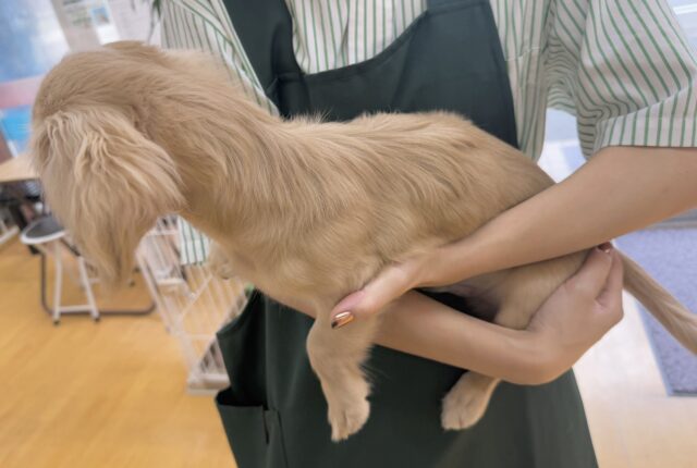 ミニチュアダックス