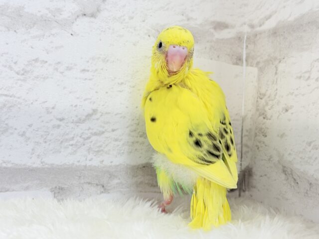 セキセイインコ