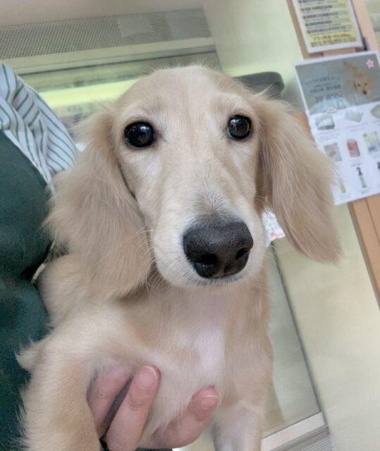 ミニチュアダックス