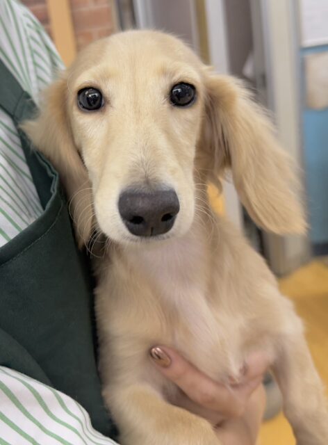 最新画像！やんちゃ盛りなダックスくん😚