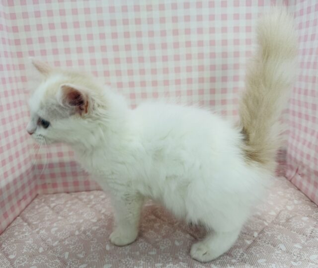 スコティッシュフォールド