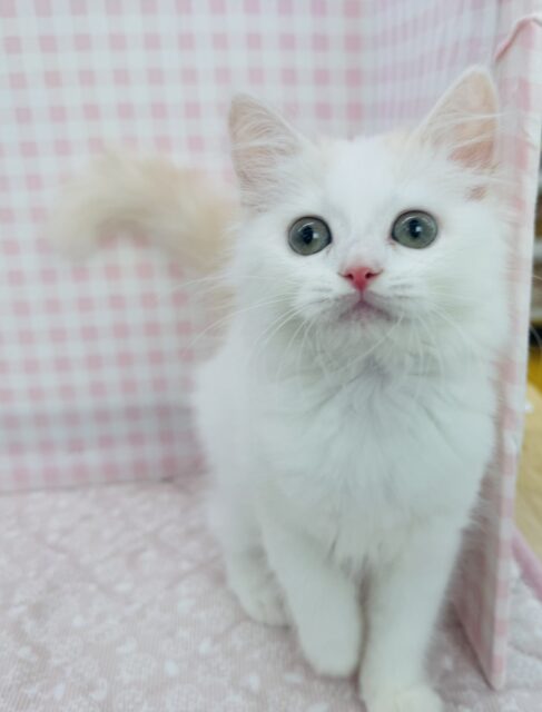 スコティッシュフォールド