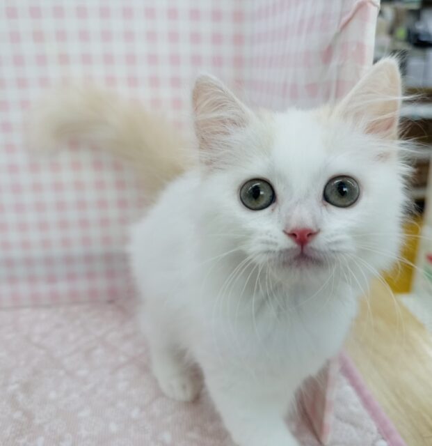 スコティッシュフォールド