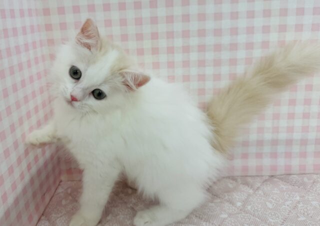 スコティッシュフォールド